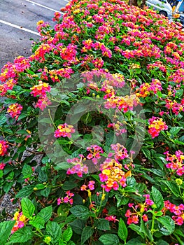 a fence of green leafy plants with blooming colorful flowers