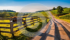 Fence and horses along a country backroad in rural York County,