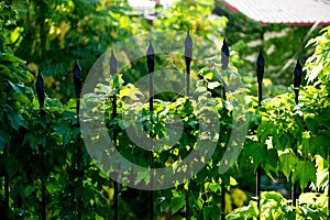 Fence, ivy and a small cobweb