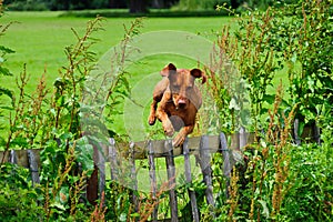 Fence jumping