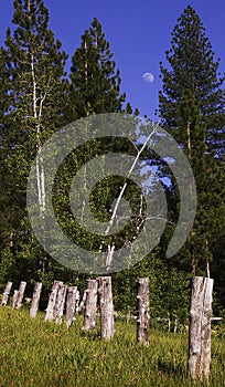 Fence line near trees