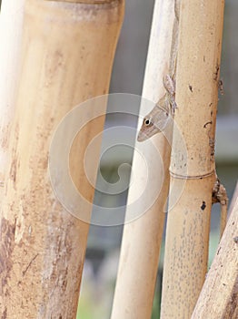 Fence Lizard on bamboo stalks