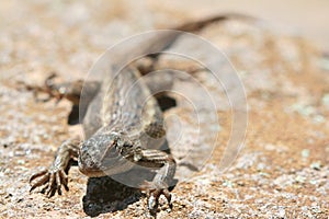 Fence lizard basking in the sun