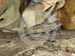 Fence Lizard (Sceloporus undulatus)