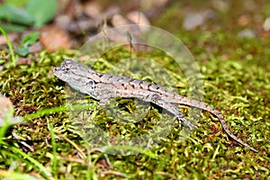 Fence Lizard Sceloporus undulatus