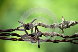 Fence made of barbed wire