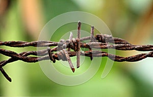 Fence made of barbed wire