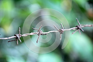 Fence made of barbed wire