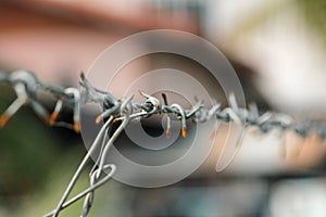 Fence made of barbed wire