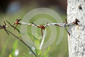 Fence made of barbed wire