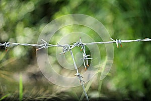 Fence made of barbed wire