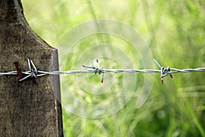 Fence made of barbed wire