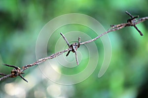 Fence made of barbed wire