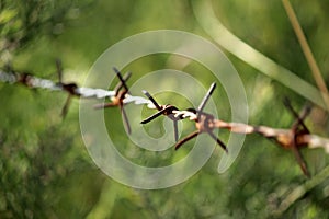 Fence made of barbed wire