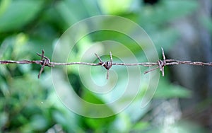 Fence made of barbed wire