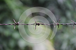 Fence made of barbed wire