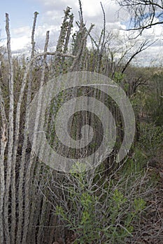 A Fence Made of Ocotillo Branches Against a Cloudy Sky in a Natural Setting