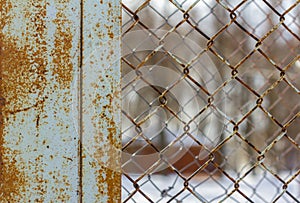 The fence is made of rusty chain-link mesh