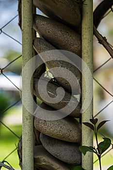 A fence made of stones. A column of round stones