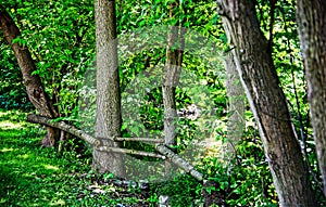 Fence Made of Tree's