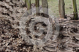Fence made of twig