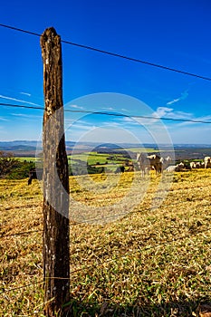 Fence made of wood and wire in perspective on top of a hill with the cattle in the pasture blurred in the background.