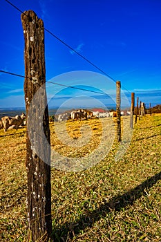 Fence made of wood and wire in perspective on top of a hill with the cattle in the pasture blurred in the background.