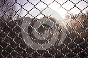 Fence of metal mesh covered with frost. The sun shines early in the morning on the frozen grid.