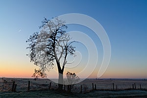 Fence near a lonely tree on the rural pasture