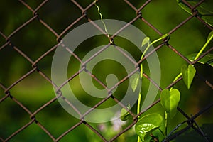 Fence netting chain-link in focus on a background of greenery