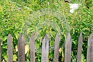 Fence and nettle