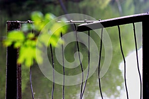 Fence the old on it cobwebs the old and all of this with pan-green stain flower