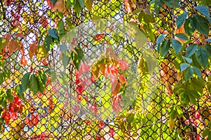Fence overgrown with autumn leaves decorative wild grapes, ivy