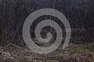 A fence overgrown with faded climbing plants. Space for testing. Background