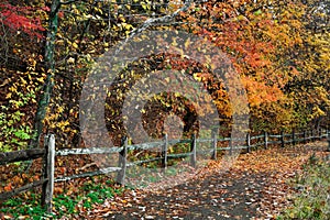 Fence And Path In Autumn