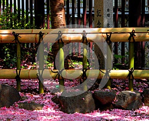 Fence and petals