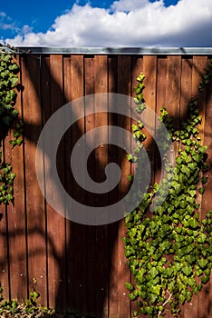 Fence of planks covered with green ivy