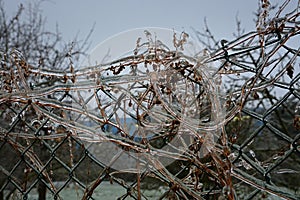 Fence, plants and ice