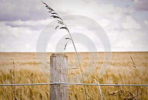 Fence post