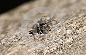 A Fence-Post Jumping Spider, Marpissa muscosa, hunting for food on a wooden fence.