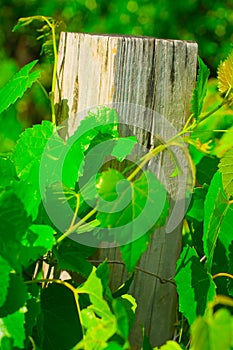 Fence post overgrown with ivy