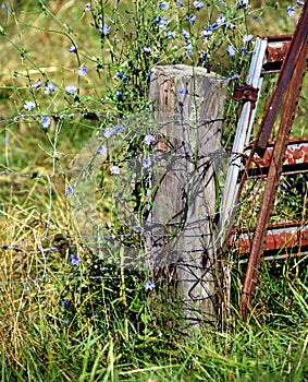 Fence Post and Rusting Gate