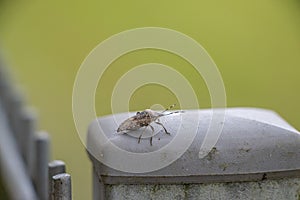 On a fence post sits a little brown bug