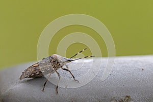 On a fence post sits a little brown bug