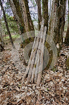 Fence posts in the woods