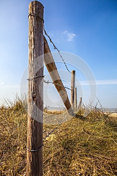 Fence protecting the Dutch dunes covered which beach grass (or marram grass)