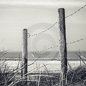 Fence protecting the Dutch dunes covered which beach grass (or marram grass)