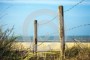 Fence protecting the Dutch dunes covered which beach grass (or marram grass)