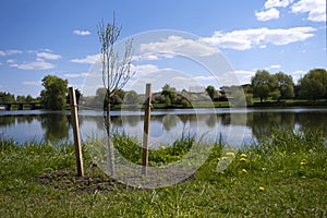 A fence protecting a tree from beavers near a river. The tree is wrapped with wire to protect against beavers in nature