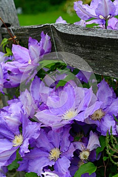 Fence with purple flowers